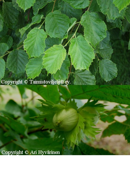 Corylus avellana, pahkinapensas